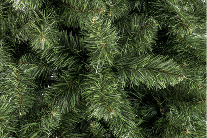 Сосна Калядны час ПОЛЯ, 290см